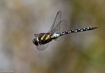 04 Libelle NSG Tiergarten FKB